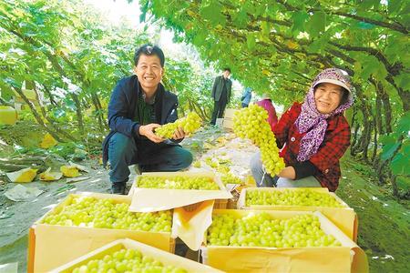 董志塬上的秋天，陕西董志塬在哪里（五谷丰登陇原美）