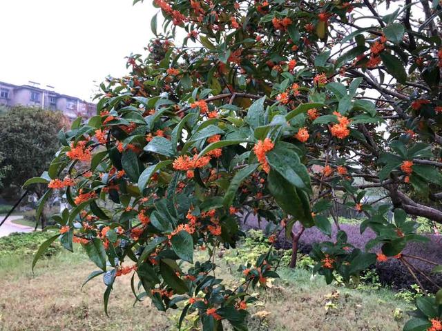 丹桂飘香是什么季节，金风送爽是什么季节（秋高气爽时 丹桂飘香远）