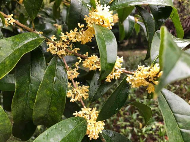 丹桂飘香是什么季节，金风送爽是什么季节（秋高气爽时 丹桂飘香远）