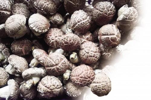 花菇和香菇的区别，花菇和香菇的区别做法大全（香菇咋还分白面黑面痛风病人为何不能吃）