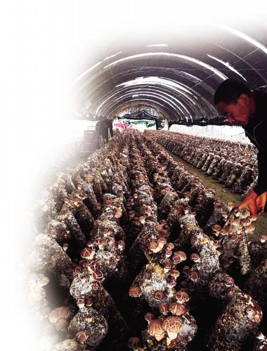 花菇和香菇的区别，花菇和香菇的区别做法大全（香菇咋还分白面黑面痛风病人为何不能吃）