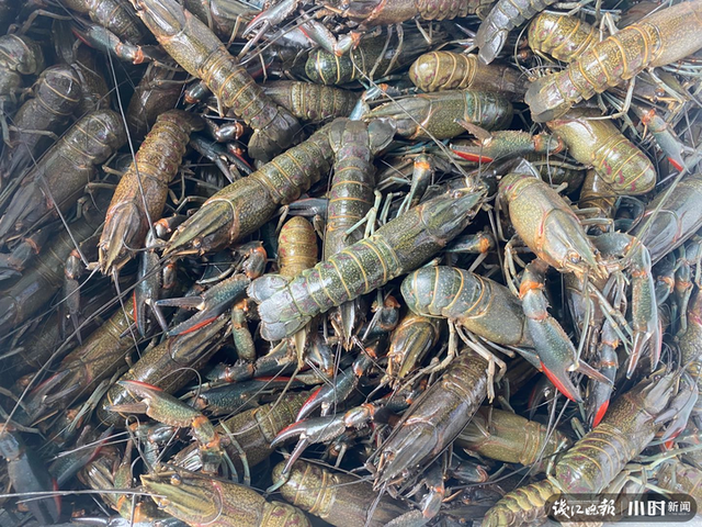 澳洲淡水龙虾养殖，上林澳洲淡水龙虾养殖（本塘澳洲淡水龙虾旺季来袭）