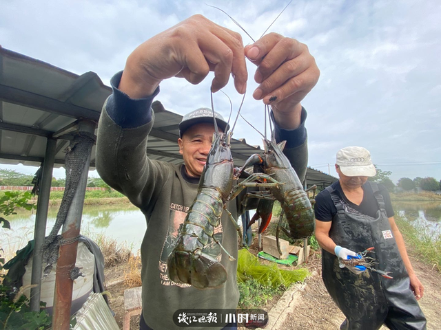 澳洲淡水龙虾养殖,上林澳洲淡水龙虾养殖(本塘澳洲淡水龙虾旺季来袭)