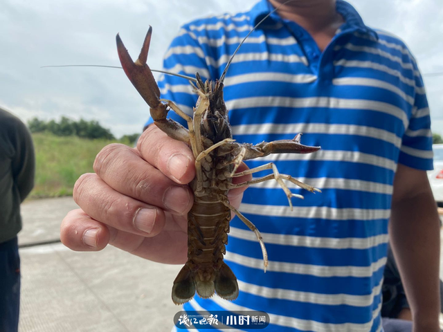 澳洲淡水龙虾养殖，上林澳洲淡水龙虾养殖（本塘澳洲淡水龙虾旺季来袭）