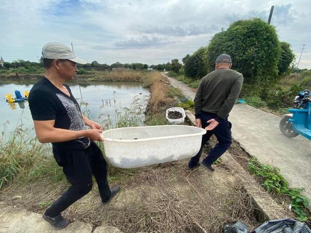 澳洲淡水龙虾养殖，上林澳洲淡水龙虾养殖（本塘澳洲淡水龙虾旺季来袭）