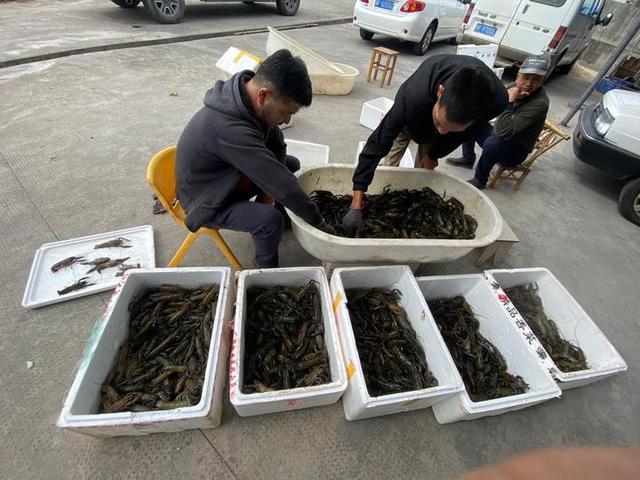 澳洲淡水龙虾养殖，上林澳洲淡水龙虾养殖（本塘澳洲淡水龙虾旺季来袭）