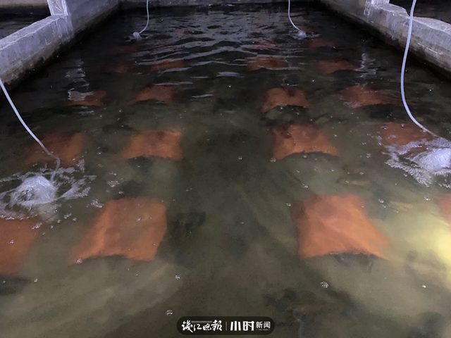 澳洲淡水龙虾养殖，上林澳洲淡水龙虾养殖（本塘澳洲淡水龙虾旺季来袭）