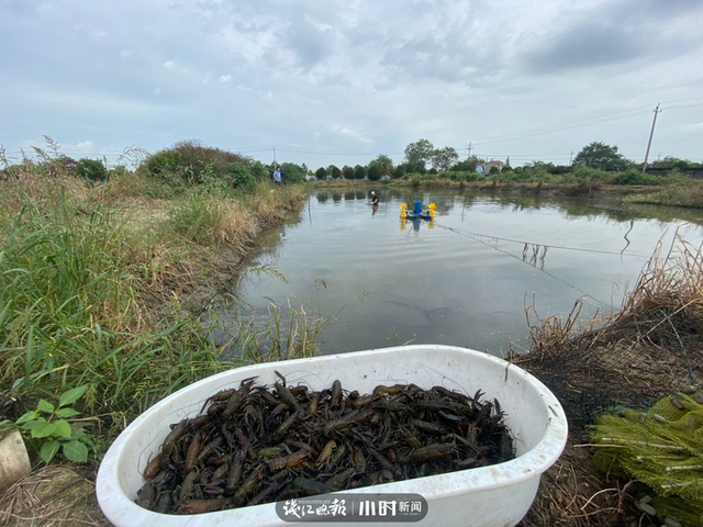 澳洲淡水龙虾养殖，上林澳洲淡水龙虾养殖（本塘澳洲淡水龙虾旺季来袭）