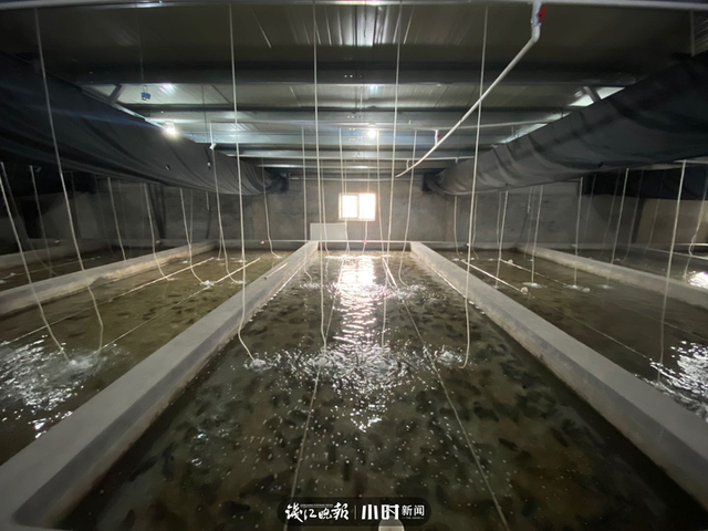 澳洲淡水龙虾养殖，上林澳洲淡水龙虾养殖（本塘澳洲淡水龙虾旺季来袭）