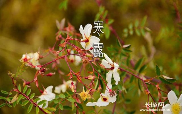 寒露的由来简介，关于寒露的简介（寒露丨袅袅凉风动，凄凄寒露零）