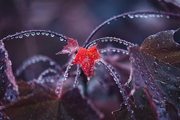 寒露的由来简介，关于寒露的简介（寒露丨袅袅凉风动，凄凄寒露零）