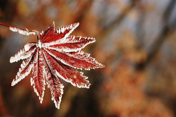 寒露的由来简介，关于寒露的简介（寒露丨袅袅凉风动，凄凄寒露零）