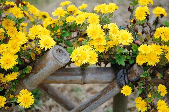 寒露的由来简介，关于寒露的简介（寒露丨袅袅凉风动，凄凄寒露零）