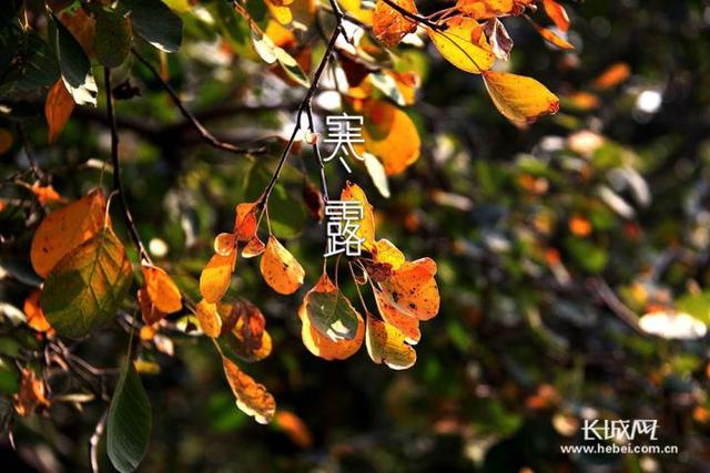 寒露的由来简介，关于寒露的简介（寒露丨袅袅凉风动，凄凄寒露零）