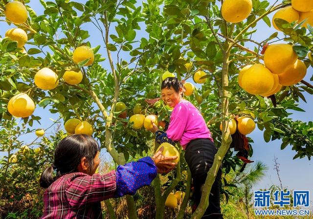 永新县属于哪个市，永新县城有哪些（江西永新：柚丰收 又增收）