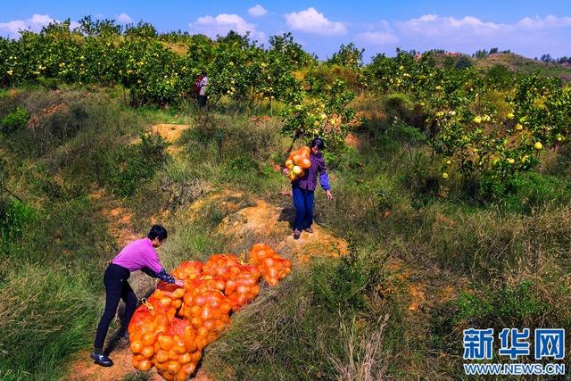 永新县属于哪个市，永新县城有哪些（江西永新：柚丰收 又增收）