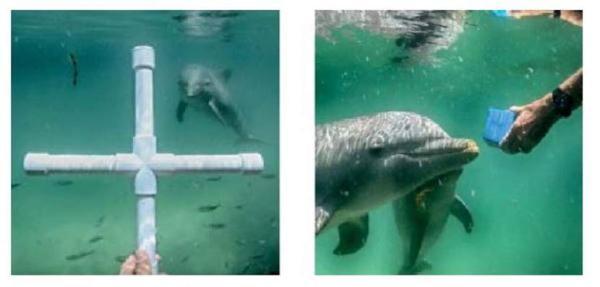 1111打一成语，1111打一成语是什么（听说海豚聊天都是自带表情包的）