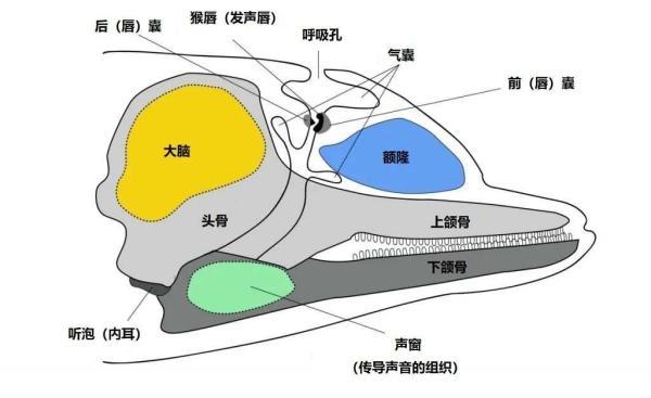 1111打一成语，1111打一成语是什么（听说海豚聊天都是自带表情包的）