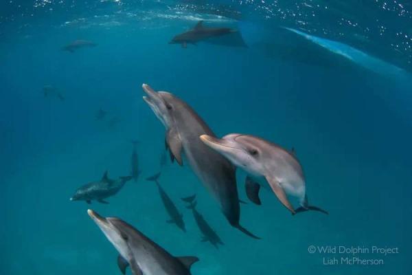 1111打一成语，1111打一成语是什么（听说海豚聊天都是自带表情包的）