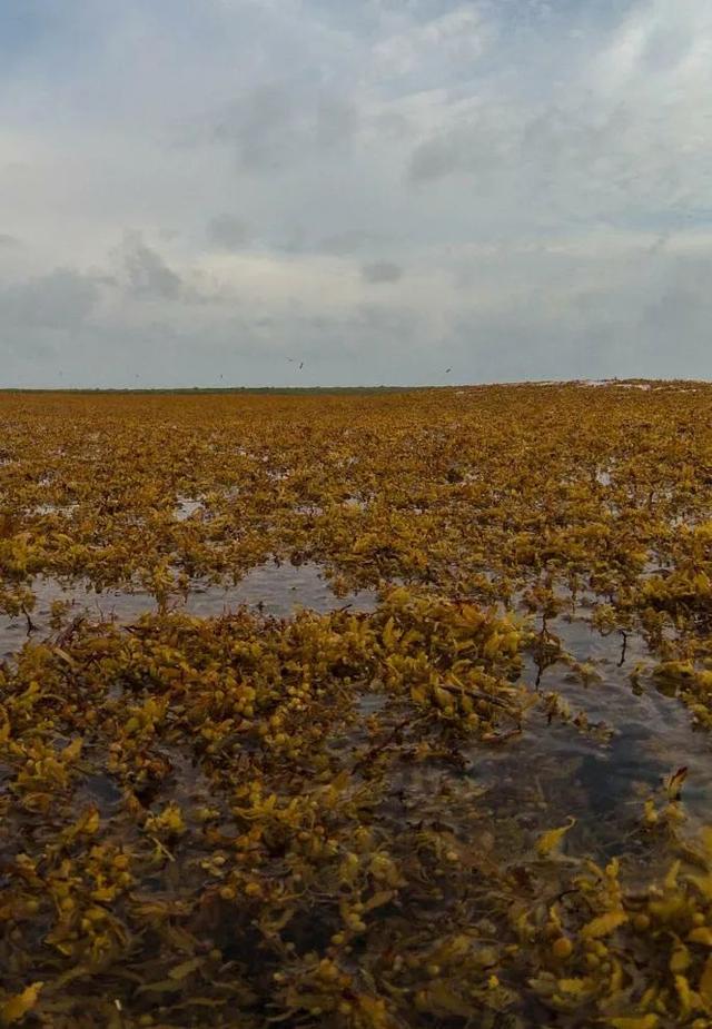 東澳大利亞暖流,西風漂流,秘魯寒流;印度洋:季風洋流,索馬里暖流,赤道