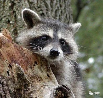 菰怎么读，菰的植物图片（貉怎么念？一丘之，，，，）