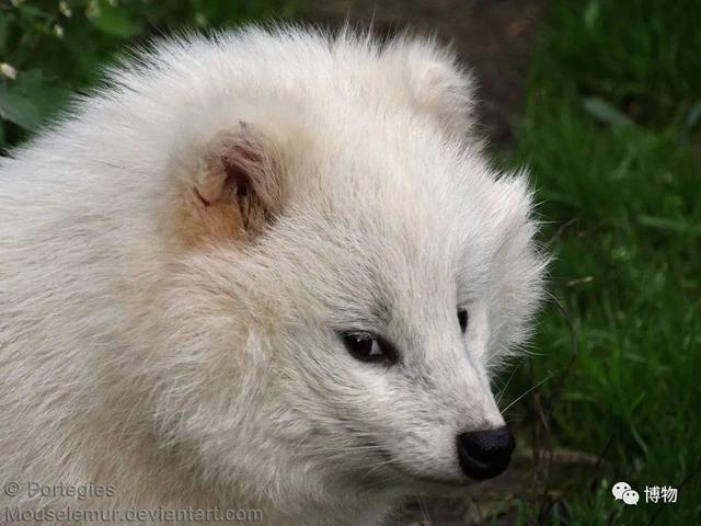 菰怎么读，菰的植物图片（貉怎么念？一丘之，，，，）