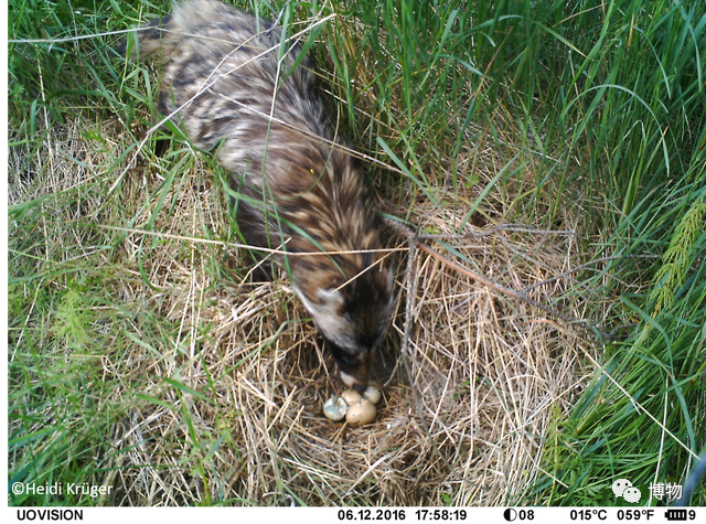 菰怎么读，菰的植物图片（貉怎么念？一丘之，，，，）
