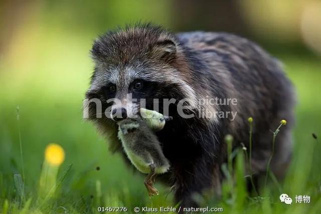 菰怎么读，菰的植物图片（貉怎么念？一丘之，，，，）