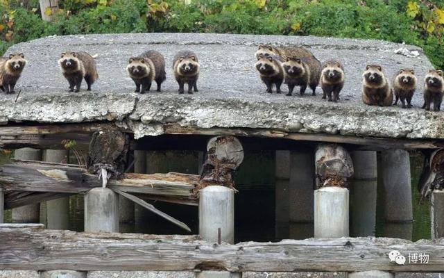 菰怎么读，菰的植物图片（貉怎么念？一丘之，，，，）