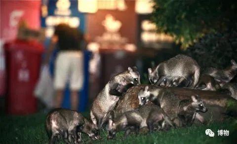 菰怎么读，菰的植物图片（貉怎么念？一丘之，，，，）