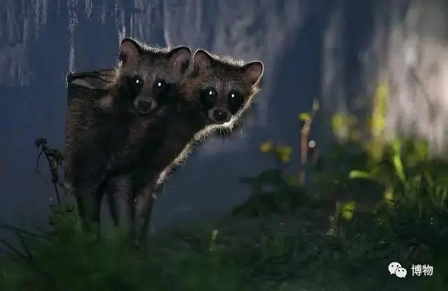 菰怎么读，菰的植物图片（貉怎么念？一丘之，，，，）