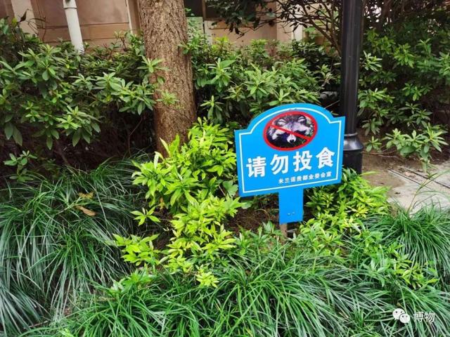 菰怎么读，菰的植物图片（貉怎么念？一丘之，，，，）