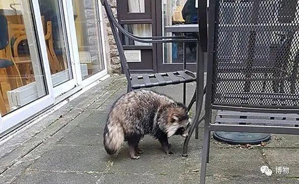 菰怎么读，菰的植物图片（貉怎么念？一丘之，，，，）