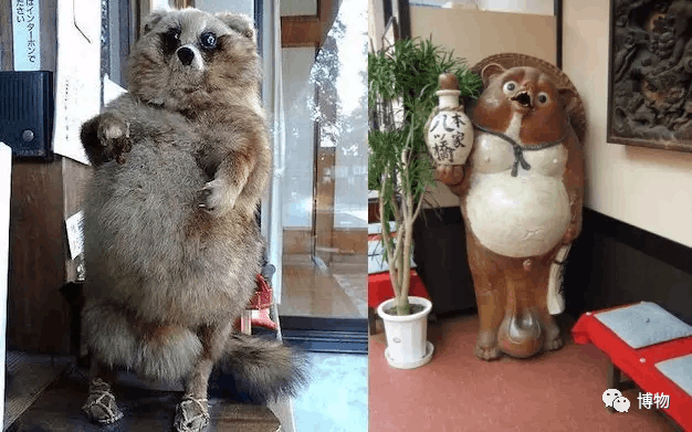 菰怎么读，菰的植物图片（貉怎么念？一丘之，，，，）