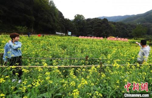 油菜花在春夏秋冬哪个季节开放，金秋十月江西婺源近百亩油菜花“逆时空”绽放