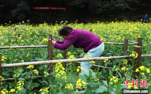 油菜花在春夏秋冬哪个季节开放，金秋十月江西婺源近百亩油菜花“逆时空”绽放