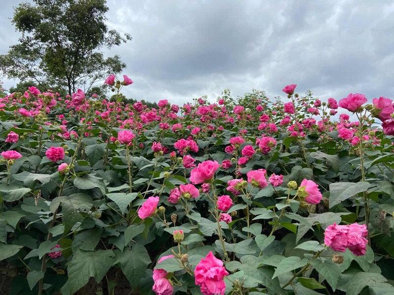 芙蓉花什么时候开花，芙蓉花开放的季节时间