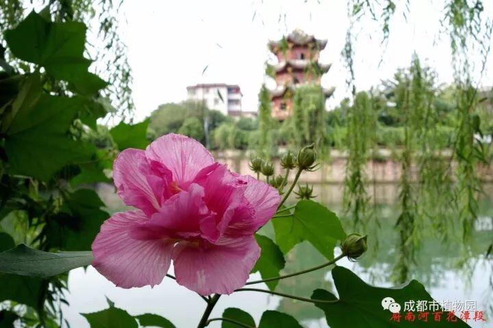 芙蓉花什么时候开花，芙蓉花开放的季节时间