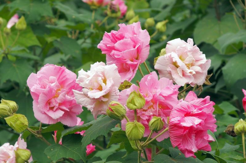 芙蓉花什么时候开花，芙蓉花开放的季节时间