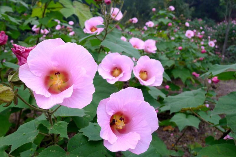 芙蓉花什么时候开花，芙蓉花开放的季节时间