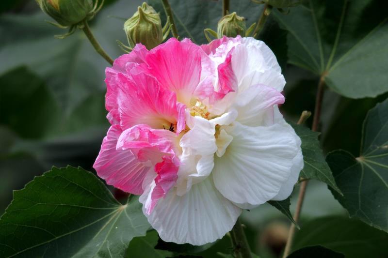 芙蓉花什么时候开花，芙蓉花开放的季节时间