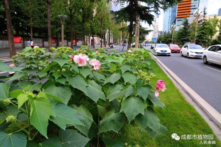 芙蓉花什么时候开花，芙蓉花开放的季节时间