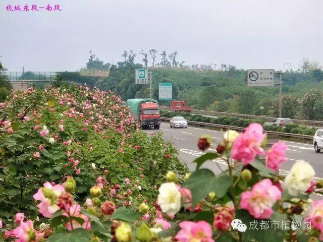 芙蓉花什么时候开花，芙蓉花开放的季节时间