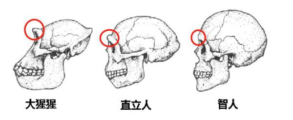 眉毛的作用和功能，长眉毛的最快最有效的方法（人类的眉毛到底有什么用）