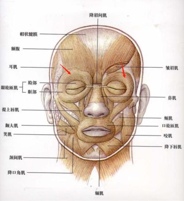 眉毛的作用和功能，长眉毛的最快最有效的方法（人类的眉毛到底有什么用）