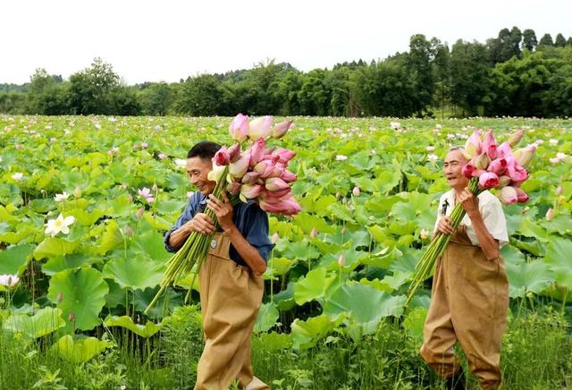 禾加一笔是什么字，禾字加一笔是什么字（乡村变美、群众变富...看）