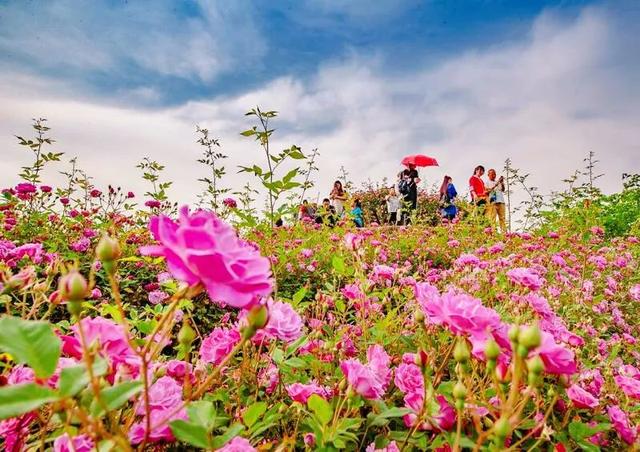 禾加一笔是什么字，禾字加一笔是什么字（乡村变美、群众变富...看）