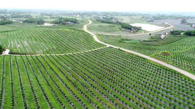 禾加一笔是什么字，禾字加一笔是什么字（乡村变美、群众变富...看）