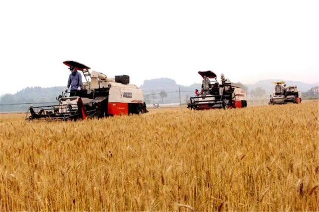 禾加一笔是什么字，禾字加一笔是什么字（乡村变美、群众变富...看）