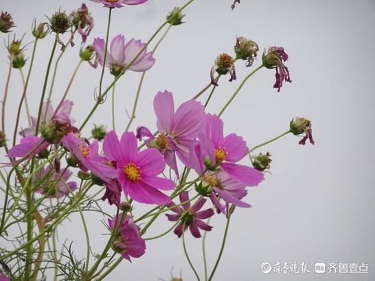 蜂蛾是国家二级保护动物吗，华山格桑美，蜂蛾恋不归（长尾蛾是国家保护动物吗）